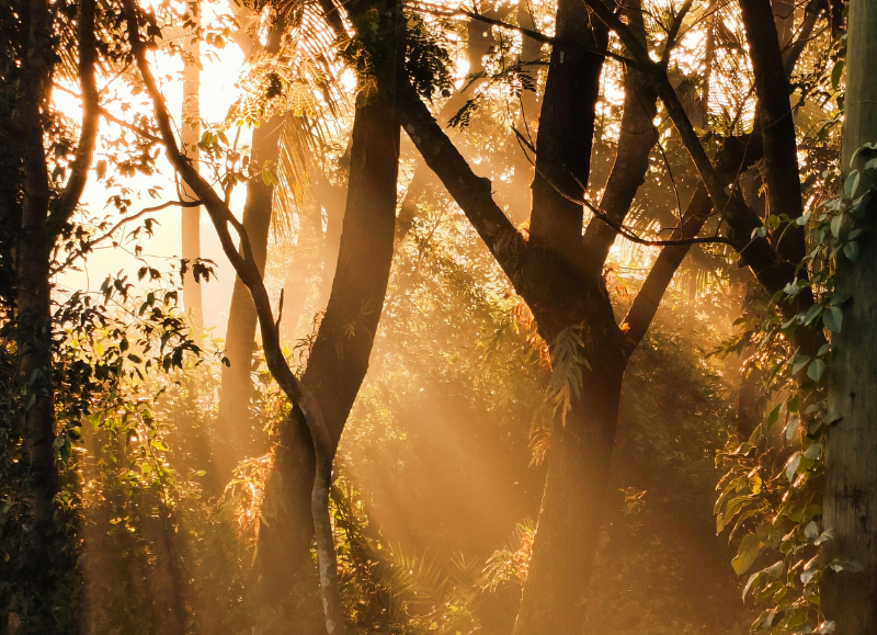 Sunlight filtering through trees, symbolizing clarity and peace in making healthcare decisions