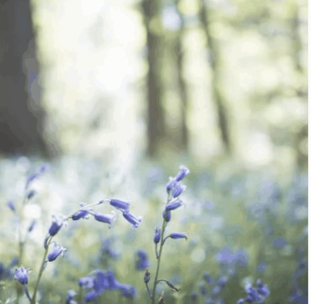 Bright wildflowers blooming in a peaceful meadow, symbolizing resilience, renewal, and the beauty of caregiving for aging parents.
